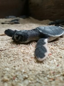 (fotonya punya Diani) 